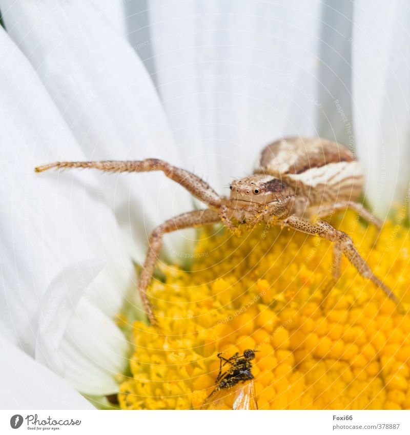 überleben gesichert Pflanze Frühling Blume Wildpflanze Wiese Fliege Spinne Tiergesicht 2 beobachten krabbeln Blick bedrohlich klein listig natürlich