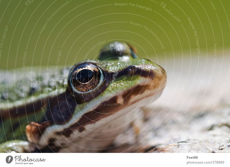 was´n hier los... Wildtier Frosch Tiergesicht Amphibie 1 kalt braun grün weiß Makroaufnahme Textfreiraum oben Schwache Tiefenschärfe Froschperspektive