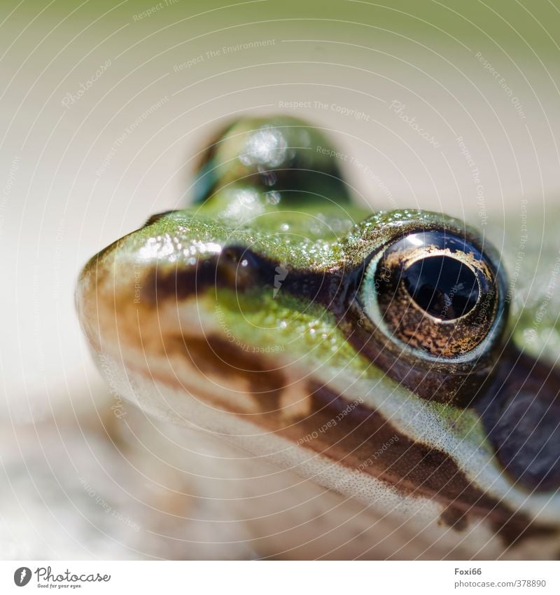 Tier I Ich seh dich Natur Wasser Sommer Teich Wildtier Frosch 1 dick klein muskulös Neugier schleimig braun grün schwarz silber achtsam ruhig einzigartig