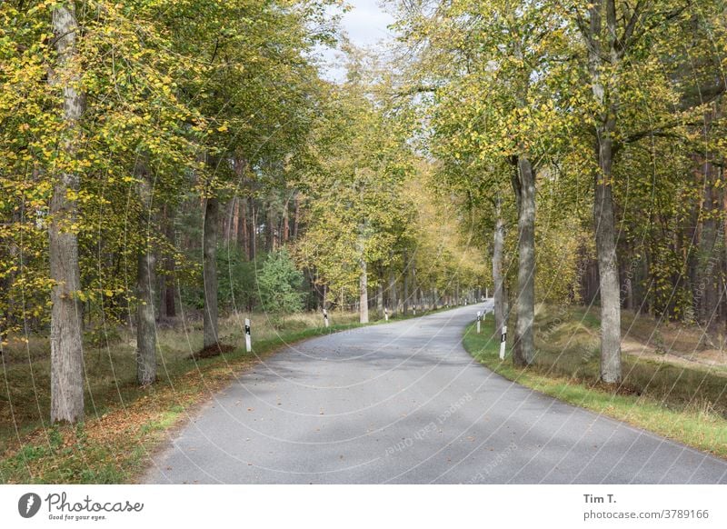 eine kleine Herbstliche Straße in der Schorfheide Brandenburg autumn Wald forest Natur Baum tree Blatt Außenaufnahme grün fallen leaf Zweig leaves Schatten