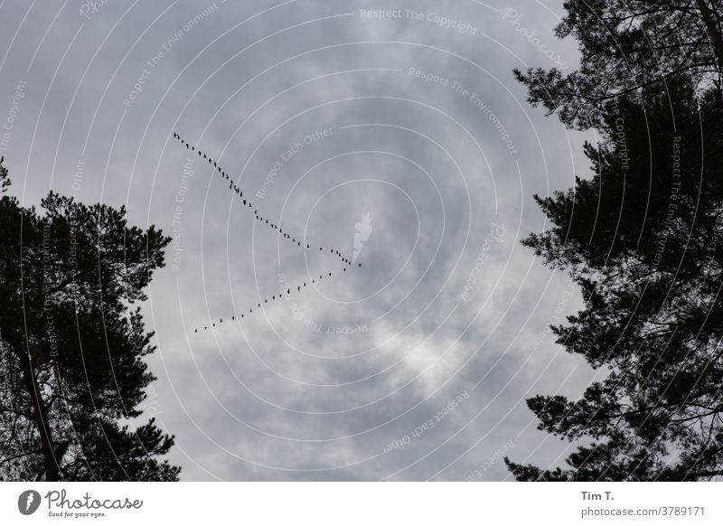 Zugvögel über Brandenburg Zugvogel Himmel Schorfheide Farbe Wolken Vogel fliegen Schwarm Außenaufnahme Natur Menschenleer Vogelschwarm Tag Tiergruppe Wildtier