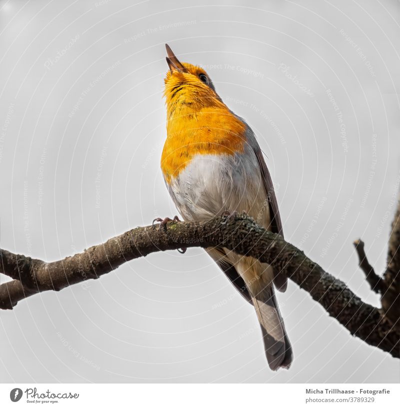 Singendes Rotkehlchen Erithacus rubecula Tiergesicht Kopf Schnabel Auge Feder gefiedert Flügel Krallen Vogel Wildtier Ast Baum singen Gezwitscher Fröhlichkeit