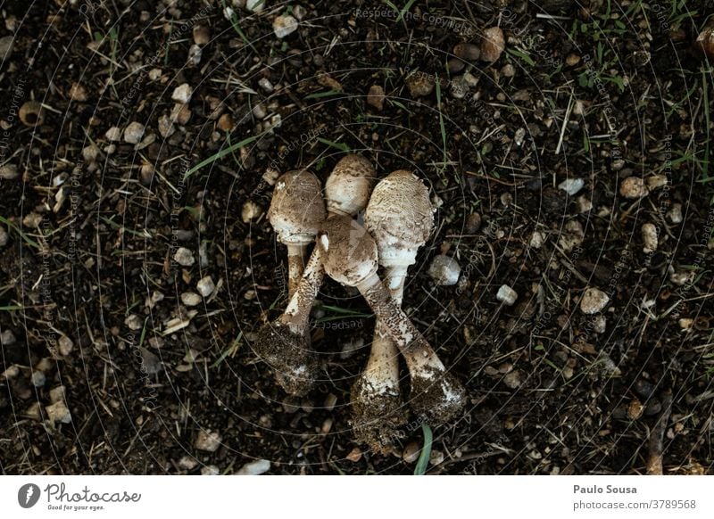 Speisepilz Macrolepiota procera Makrolepiota procera Pilz Moos Ernährung Pflanze Pilzhut Außenaufnahme Herbst Farbfoto Natur Lebensmittel essbar Wachstum