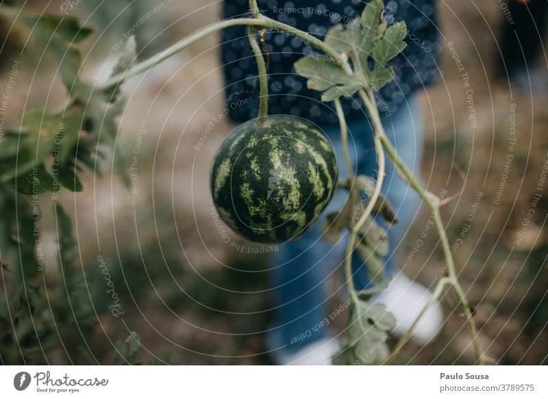 Kind hält kleines Wassermellon Wassermelone Nahaufnahme Frucht saftig süß frisch lecker Lebensmittel Farbfoto Bioprodukte Gesundheit Herbst authentisch