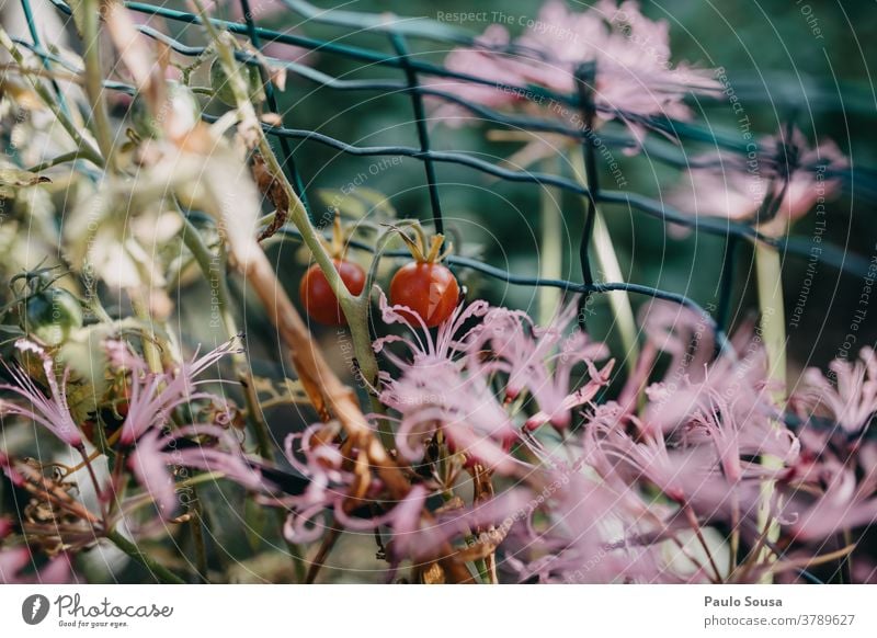 Nahaufnahme Tomate farbenfroh Farbe Blume Natur Hintergrund Schönheit Blütezeit Frühling natürlich Pflanze geblümt schön Überstrahlung Flora Blütenblatt grün