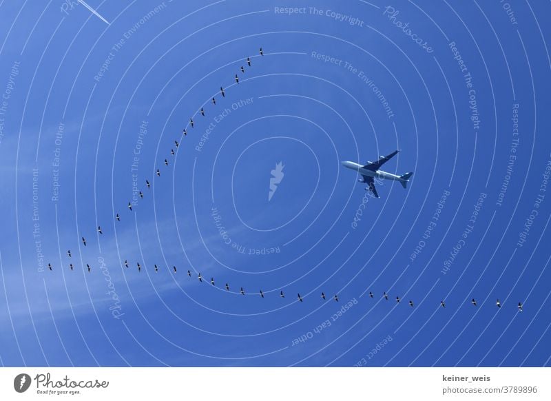 Reisefieber und Flugverkehr - Vogelschwarm und ein Flugzeug am blauen Himmel Flugreise Fernreise Ferien & Urlaub & Reisen Außenaufnahme Tourismus Luftverkehr