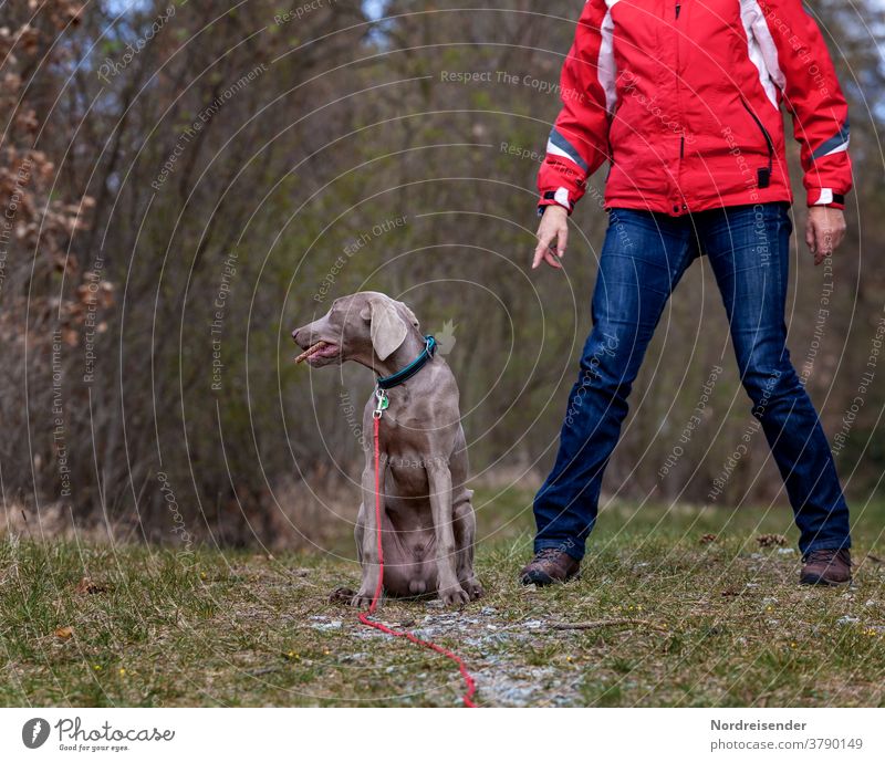 Ungehorsam und motzen eines Weimaraner Jagdhundes bei der Ausbildung frauchen ländlich ausbildung jagen körpersprache hundeschule welpenschule weimaraner welpe