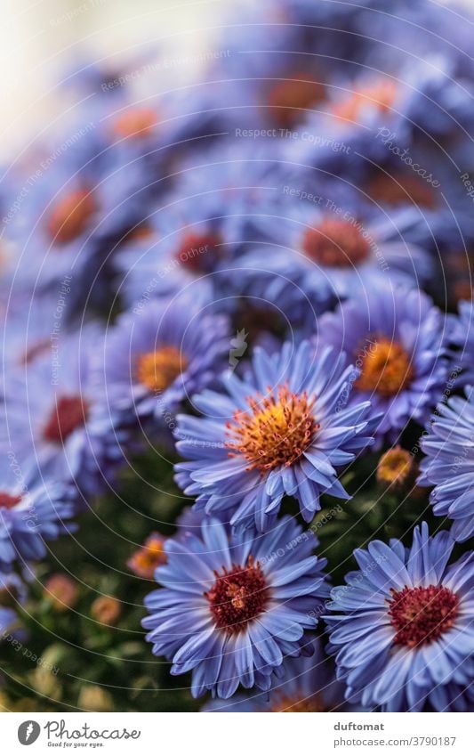 Macro Aufnahme eines Busches mit Aster Blumen aster Astern lila violett Blüte Blütenblätter Pollen Blütenstempel Pflanze Natur Nahaufnahme Garten Makroaufnahme