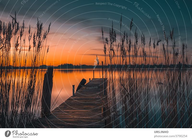 Steg aus Holz am Ufer der Schlei lädt zum Baden in der Abendsonne ein Schleswig-Holstein Sonnenuntergang Schilf Idylle See Fluss Wasser Natur Himmel Landschaft