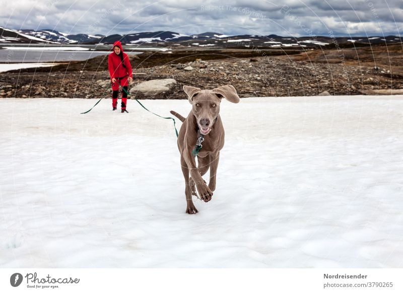 Junger Weimaraner spielt und tobt im Schnee jagen ausbildung hundeschule welpenschule niedlich glücklich freiheit aufzucht lernen spielen ausgelassen rassehund