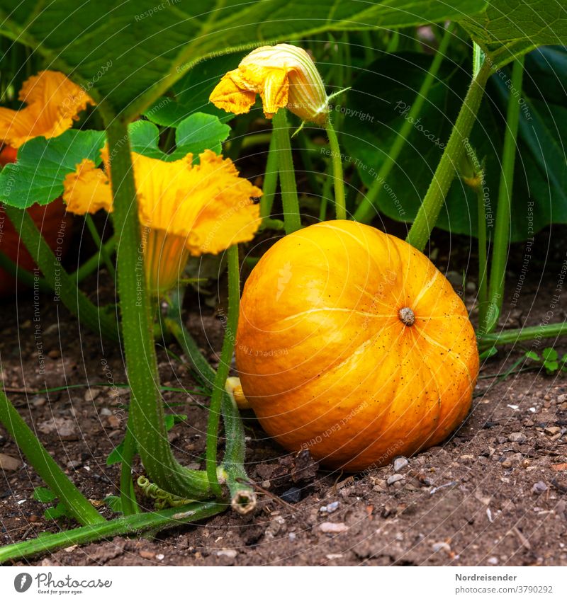 Reifer Kürbis Hokkaido mit Blüten vegan biologisch kürbisblüte ackerbau mineralstoffe gesund frisch natur vitamine nahrungsmittel ernährung agrar pflanze herbst