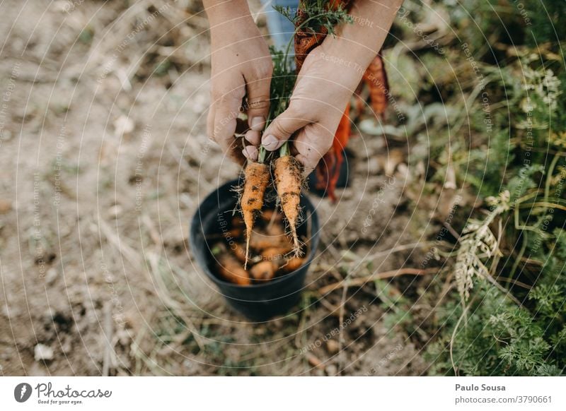 Frau mit Bio-Möhren Bioprodukte organisch Biologische Landwirtschaft Karotten Veggie Vegetarische Ernährung Gemüse Vegetarier Gesundheit Gesunde Ernährung