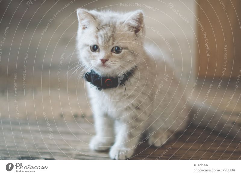 kleiner süßer kater Katze Kater jung Kitten Katzenbaby niedlich Tiergesicht Fell British Rassekatze Britisch Kurzhaar Haustier Tierporträt Hauskatze Tierjunges