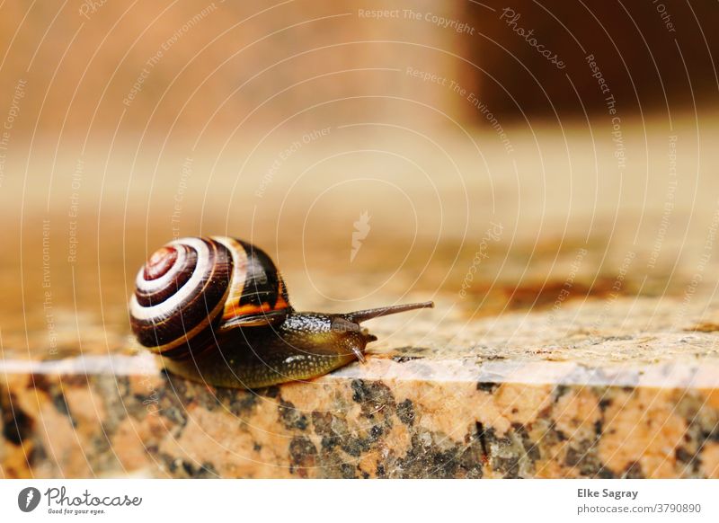 Gartenbänderschnecke- Kantenschleimer Schnecke Schneckenhaus Schleim langsam Natur Farbfoto Fühler schleimig Weichtier