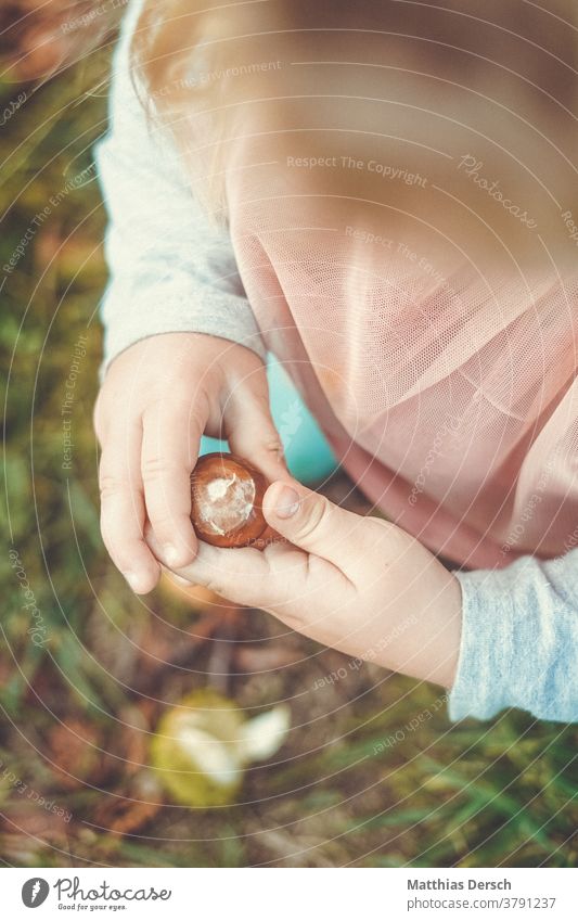 Mädchen beim Kastaniensammeln Kastanienbaum Hände Kinderhände Herbst Herbstgefühle Herbstlandschaft