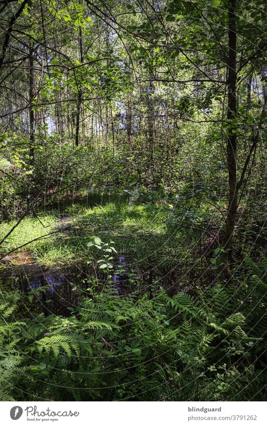 Welcome to the Jungle. Ein klein wenig "unberührte" Natur (fast) direkt vor der Haustür. Wald Bäume Teich Pfütze Bach Fluss Flora Außenaufnahme Landschaft