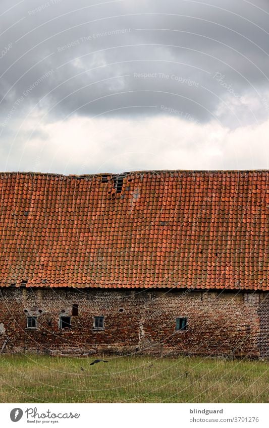 Old McDonald hat ne alte Farm ... Baufälliges, altes Stallgebäude auf einer Weide in der Nähe von Brügge (Belgien) Mauer Dach Haus Bauernhof Hofgut Viehzucht