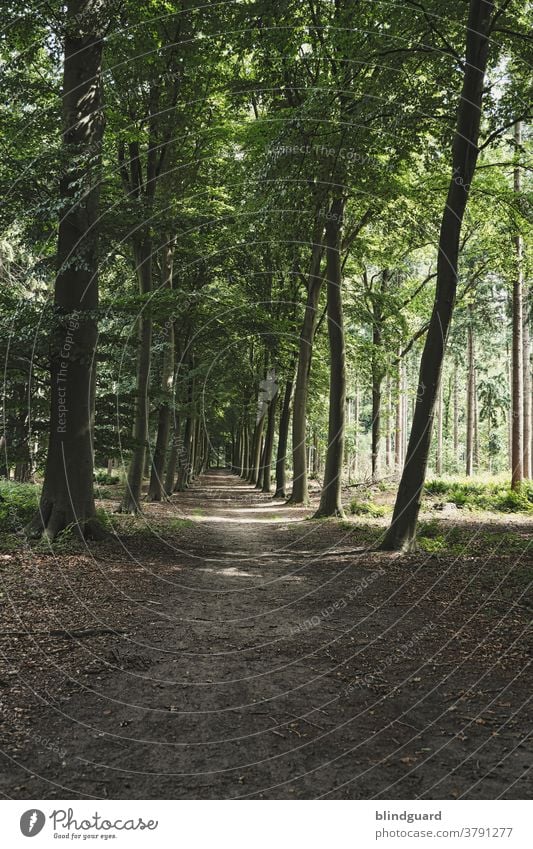 unspektakulär, ruhig und erholsam ... raus aus der Mottenkiste und die Seele baumeln lassen Wald Waldweg Spaziergang Erholung Urlaub Stressabbau Regeneration