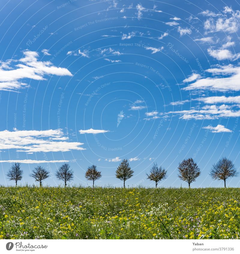 Sonnenallee Baum Himmel Sommer Allee Horizont Farbfoto Blumenwiese Wiese Silhouette