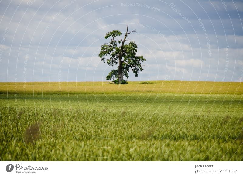 Lebensraum großes Weizenfeld Landschaft Landwirtschaft Wolken Müritz Wachstum authentisch Ferne natürlich Einsamkeit Horizont Inspiration Naturerlebnis