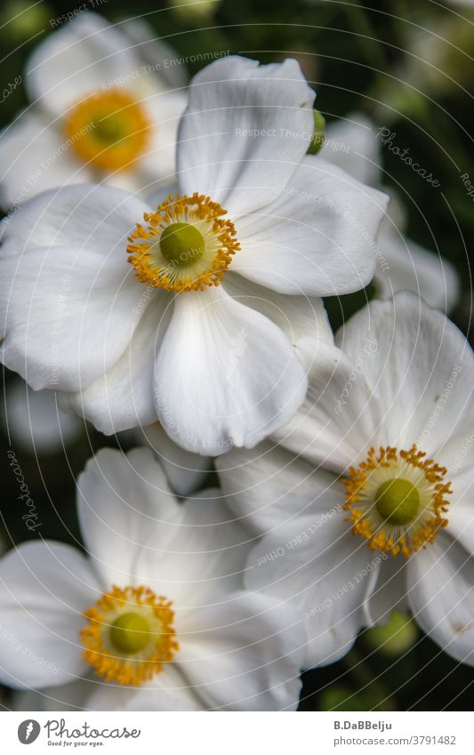 Die zarte Schönheit der japanischen Herbst-Anemone hat im Spätsommer und Herbst ihren Auftritt. Blüte Blume Pflanze Detailaufnahme Garten Blühend Natur Stauden