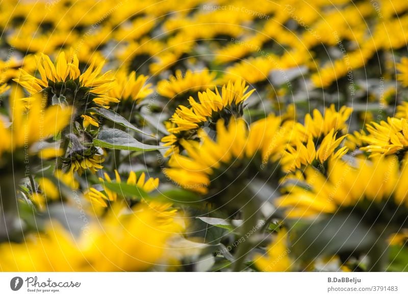 Sonnenblumen gelb Blume Sommer Pflanze Blühend Sonnenblumenfeld Umwelt Blüte Nutzpflanze Außenaufnahme Menschenleer Farbfoto Natur schön Garten