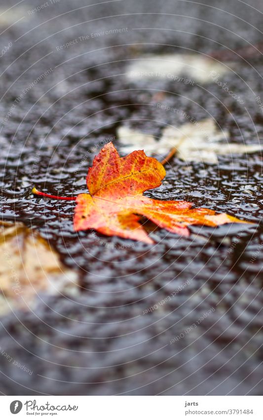 Herbstwetter Regen Wetter Regenwetter Nass Straße Asphalt schlechtes Wetter Wasser Pfütze Reflexion & Spiegelung Außenaufnahme Menschenleer Wege & Pfade feucht