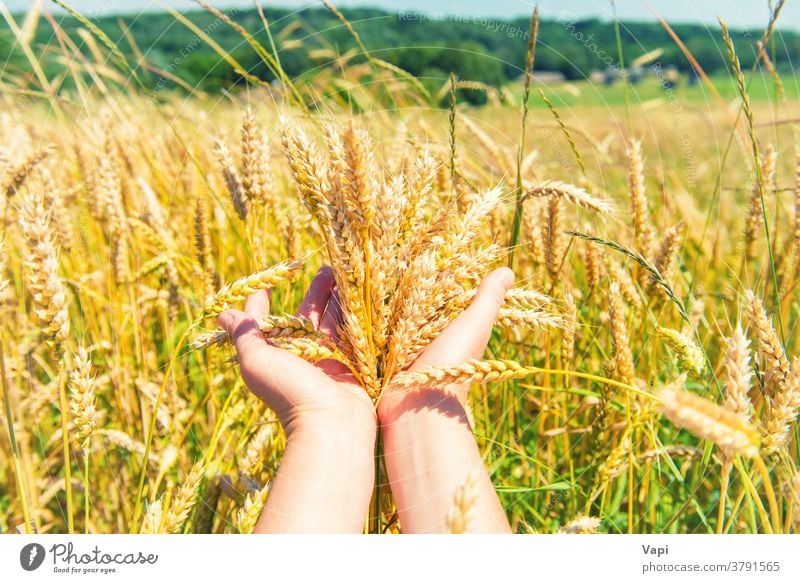 Weizen in den Händen Feld Hand Ackerbau Korn Natur Landwirt Ernte grün Wald Bäume Bauernhof ländlich gold Sommer Hintergrund Gerste Ohren Wachstum gelb