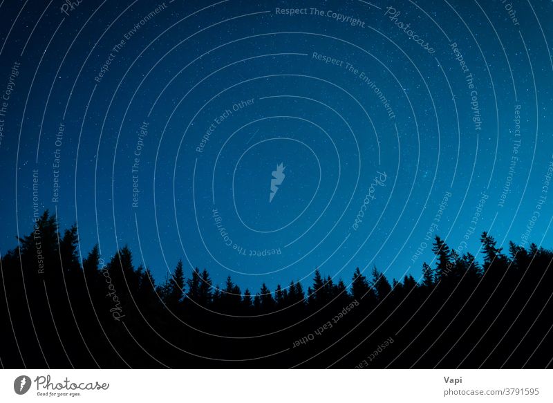 Wald unter Nachthimmel mit Sternen Himmel Baum blau Hintergrund sternenklar dunkel Natur Astronomie Raum Sternbild Schmuckkörbchen Weltall Landschaft milchig