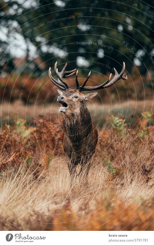 Rothirsch (Cervus elaphus) Hirsch, der während der Brunftzeit brüllt. Hirsche Spurrinne Hupe Säugetier fallen Tier majestätisch Tourismus kampfstark Oktober