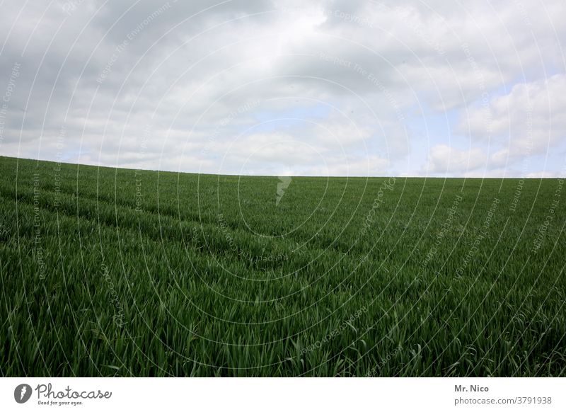 Landwirtschaft Feld grün Getreide Natur Himmel Ackerbau Kornfeld Getreidefeld Nutzpflanze Lebensmittel Wachstum weite Ernährung Pflanze Umwelt ökologisch