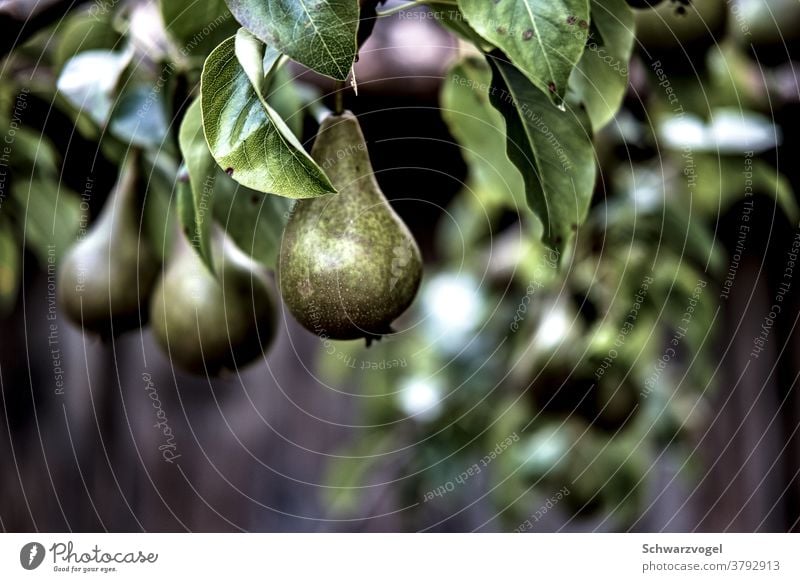 Herr von Ribbeck auf Ribbeck im Havelland Birne Birnenbaum Frucht Ernährung grün Lebensmittel natürlich lecker Farbfoto Baum