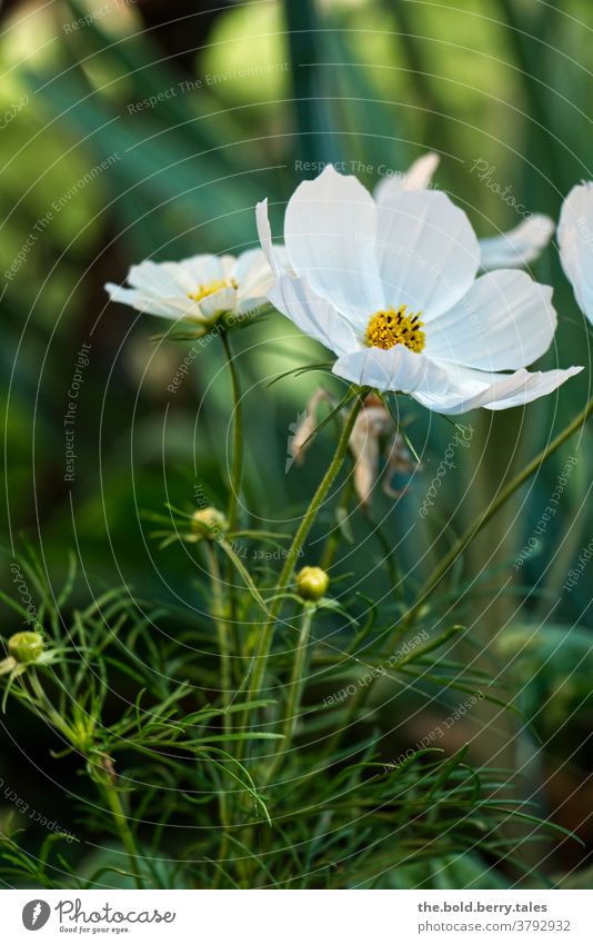 Blume weiß grün Blüte Garten Sommer Natur Pflanze Außenaufnahme Farbfoto Nahaufnahme Blühend Frühling Schwache Tiefenschärfe Wiese Tag Menschenleer schön