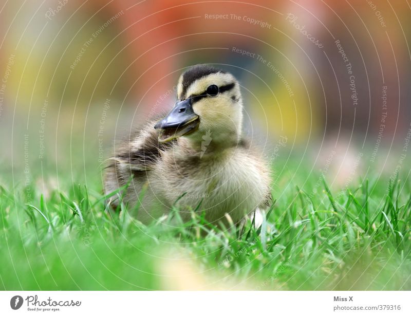 süßes Ding Gras Teich Tier Vogel 1 Tierjunges klein niedlich Küken Ente Neugier Schnabel schnattern watscheln Quaken Farbfoto mehrfarbig Außenaufnahme