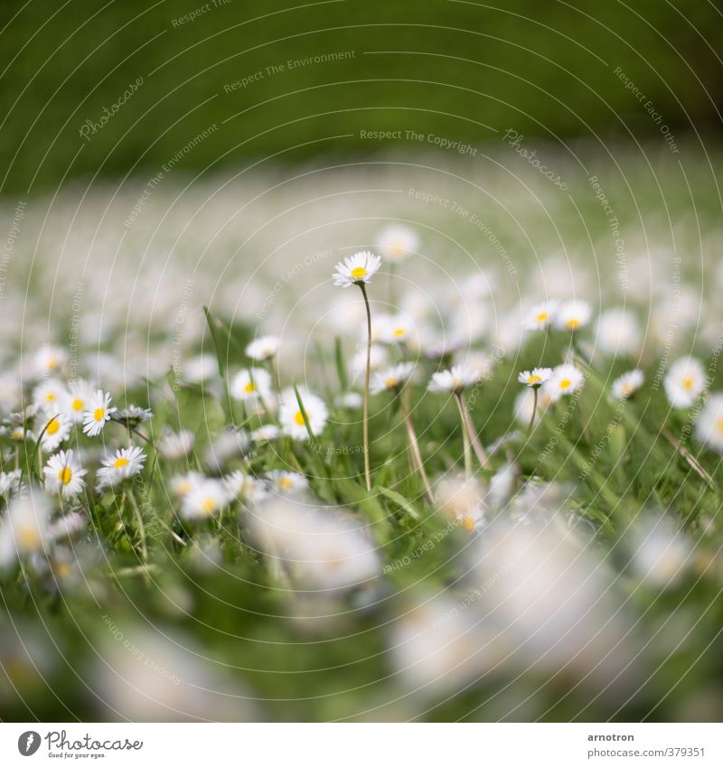 Ich bin ein Gänseblümchen im Sonnenschein Natur Frühling Pflanze Blume Gras Garten Wiese Blühend Neugier grün weiß Kraft aufstrebend Farbfoto Außenaufnahme