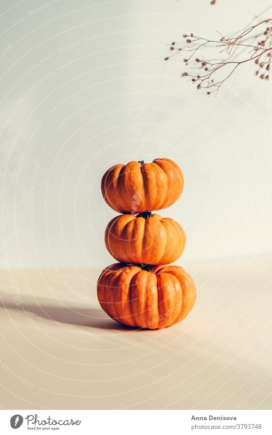 Winzige orangefarbene Kürbisse. Herbst-Konzept weiß Hintergrund Schatten saisonbedingt neblig Feier Dekoration & Verzierung Feiertag Natur Ernte Saison fallen