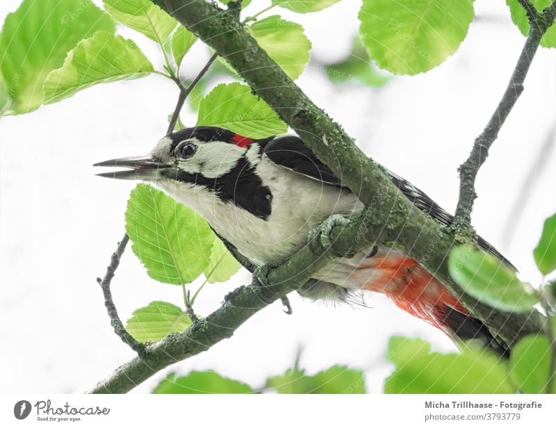 Buntspecht beobachtet die Umgebung Dendrocopos major Tiergesicht Specht Kopf Schnabel Auge Feder gefiedert Krallen Flügel Vogel Wildtier Natur Baum