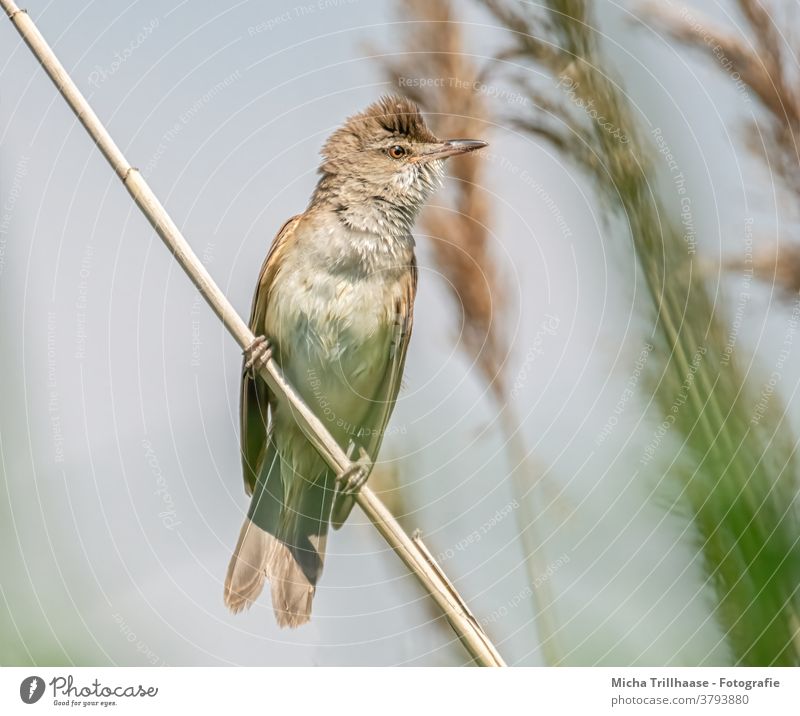 Teichrohrsänger im Schilf Tiergesicht Auge Acrocephalus scirpaceus Schnabel Flügel gefiedert Feder Vogel Wildtier Natur Schilfrohr Seeufer klein nah Blick