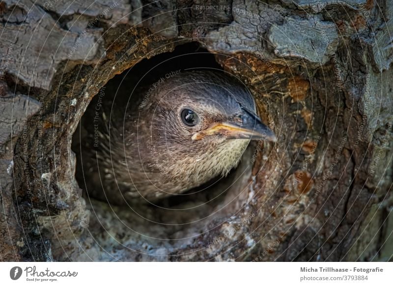 Junger Star schaut aus dem Nest Küken Sturnus vulgaris Nisthöhle Bruthöhle Tierjunges Tiergesicht Kopf Schnabel Auge Feder gefiedert Vogel Baumstamm beobachten