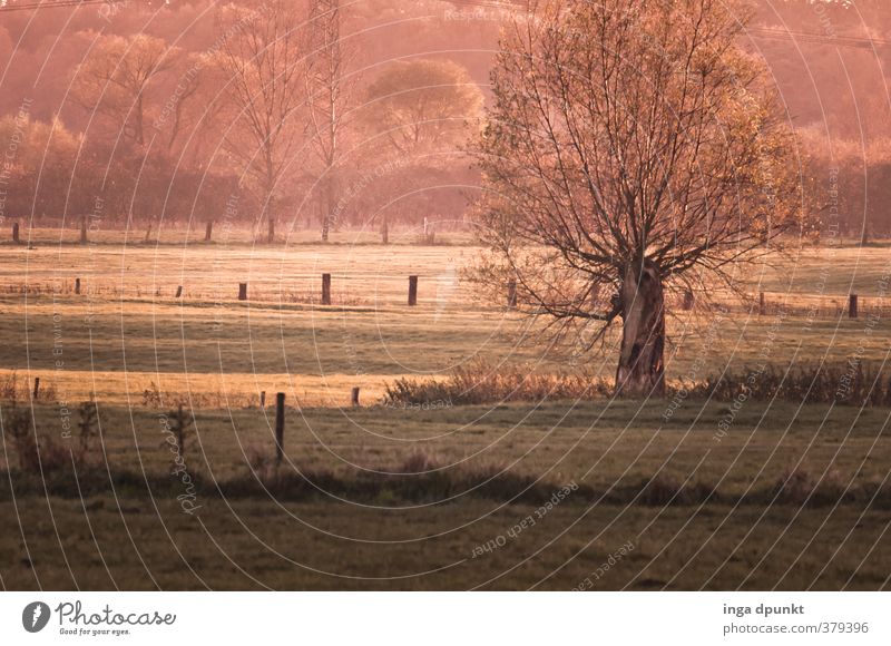 der platte Niederrhein Umwelt Natur Landschaft Pflanze Frühling Winter Schönes Wetter Baum Wildpflanze Weide Kulturlandschaft Weidezaun Zaun Gras Wiese