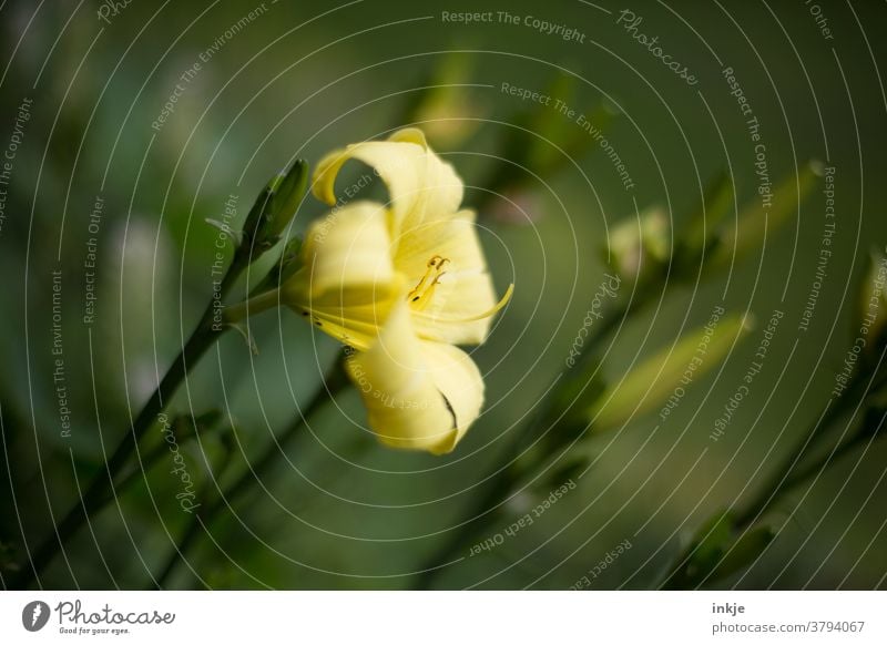 hellgelbe Lilienblüte Farbfoto Garten Außenaufnahme blühend Blüte nahaufnahme schwache Tiefenschärfe Lile Lilenblüte Sommer grün schön Pflanze Blume