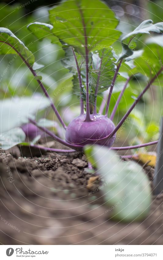 lilafarbener Kohlrabi Farbfoto Nahaufnahme schwache Tiefenschärfe garten Ernte Wachstum frisch Bio Außenaufnahme Garten Pflanze grün Menschenleer natürlich