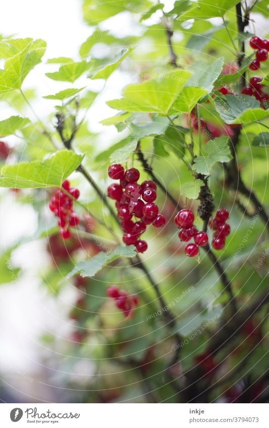 reife Johannisbeeren am Strauch Farbfoto Ernte Sommer rot grün Nahaufnahme Garten schwache Tiefenschärfe saftig hängend natürlich Frucht Lebensmittel