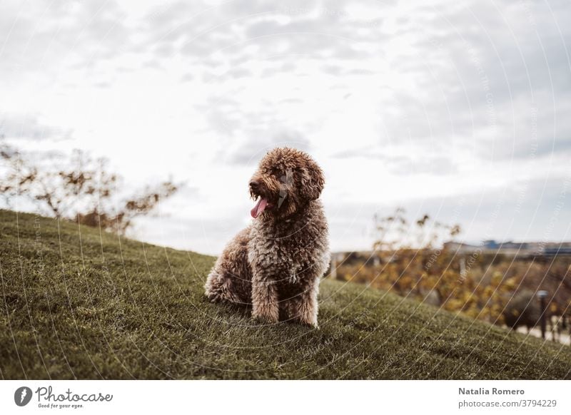 Ein wunderschöner spanischer Wasserhund sitzt an einem bewölkten Tag in Madrid auf der Wiese. Der braune Hund schaut sich etwas an, während er den Tag im Park genießt. Haustiere im Freien