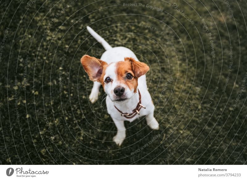 Ein schöner kleiner Hund, der sich im Park vergnügt. Er schaut auf etwas in der Nähe der Kamera. Er hat braunes und weißes Fell. Haustiere im Freien Tier