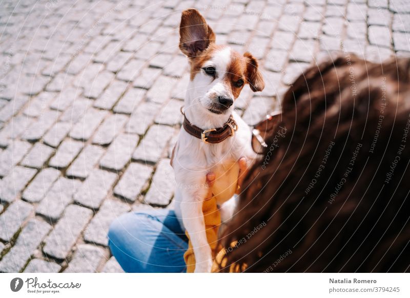 Ein wunderschöner kleiner Hund, der seinen Besitzer genau ansieht. Sie amüsieren sich an einem sonnigen Tag im Park von Madrid. Haustiere im Freien Tier Eckzahn