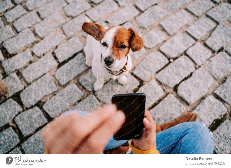 Ein wunderschöner kleiner Hund, der in die Kamera schaut, während sein Besitzer ein Foto von ihm mit dem Telefon macht. Technologie-Lebensstil mit Haustieren