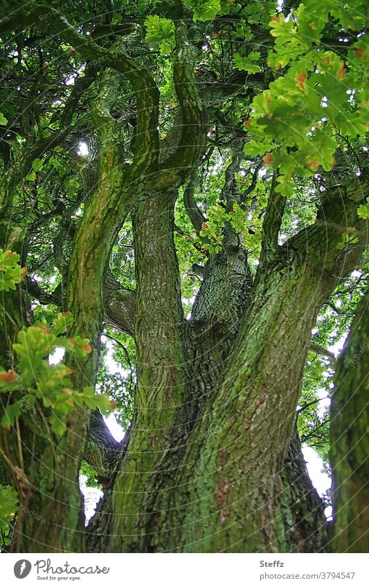 alte Eiche alter Baum Eichenbaum Baumstamm uralt Kraft Schutzbaum betagt verwittert Laubbaum Baumrinde Eichenblätter Kraft der Natur beständig Beständigkeit