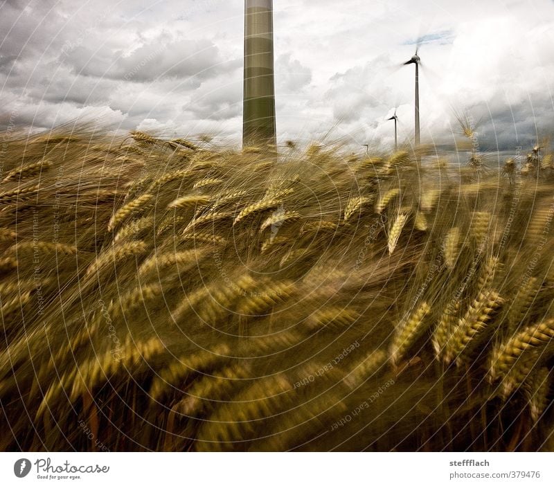 Der Wind, der Wind … Getreide Windkraftanlage Wolken Sommer Sturm Nutzpflanze Feld bedrohlich dunkel groß blau braun grau Bewegung Energie Klima nachhaltig