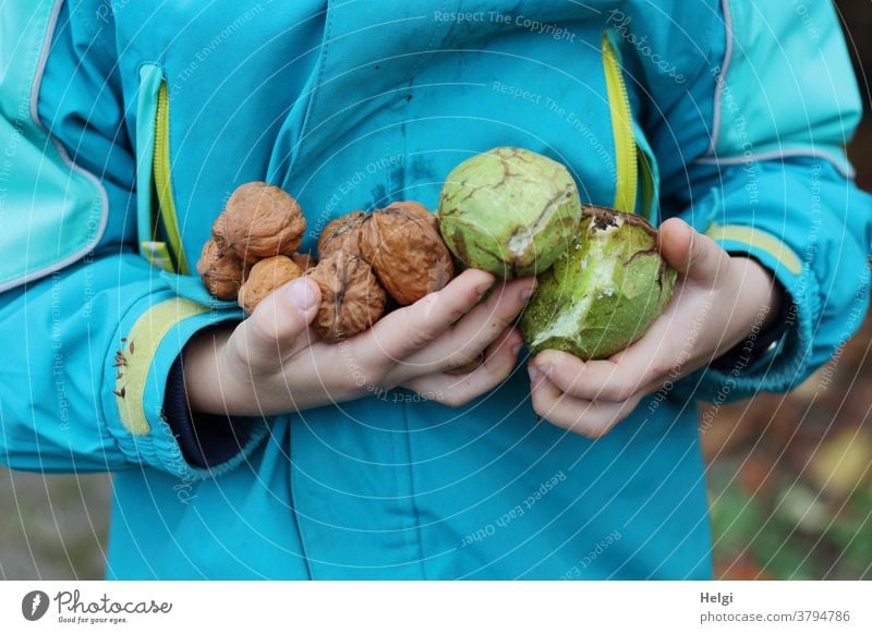 Kinderhände halten frisch gesammelte Walnüsse mit und ohne Hülle Ernte Herbst Frucht Nuss Jacke Anorak Detailaufnahme Nahaufnahme Farbfoto Außenaufnahme